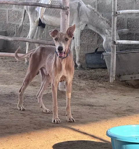 Good boy, a dog at the CDRS Benji Karachi shelter