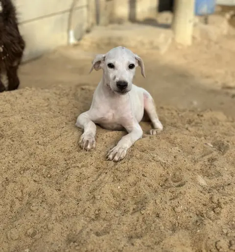 Gulla, a puppy at the CDRS Benji Karachi shelter