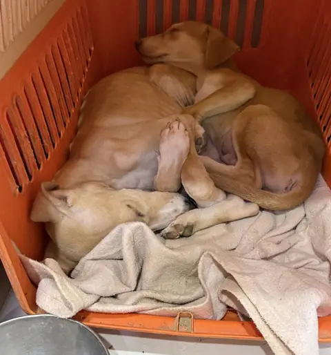 Gumsum, a puppy at the CDRS Benji Karachi shelter