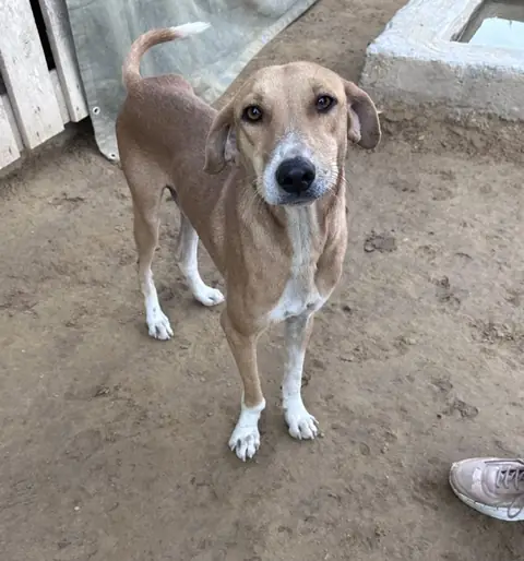 Hank, a dog at the CDRS Benji Karachi shelter