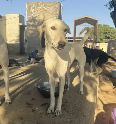 Harper, a dog at the CDRS Benji Karachi shelter