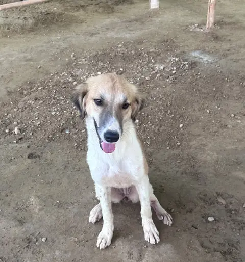 Haylie, a dog at the CDRS Benji Karachi shelter