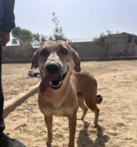 Helen, a dog at the CDRS Benji Karachi shelter