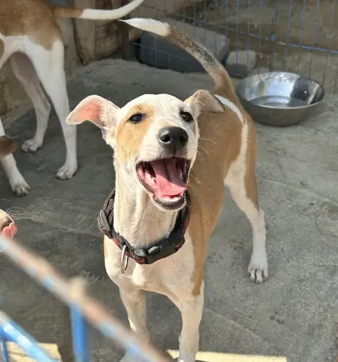 Honeybee, a dog at the CDRS Benji Karachi shelter