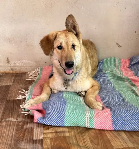 Jane, a dog at the CDRS Benji Karachi shelter