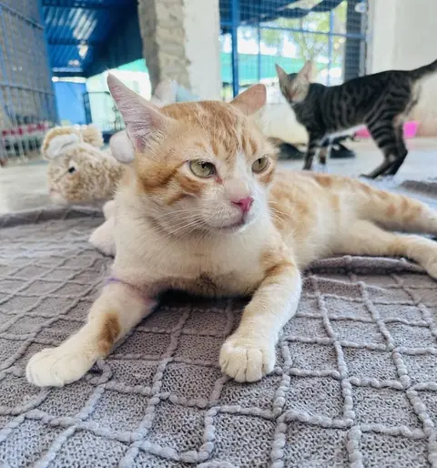Jango, a cat at the CDRS Benji Karachi shelter