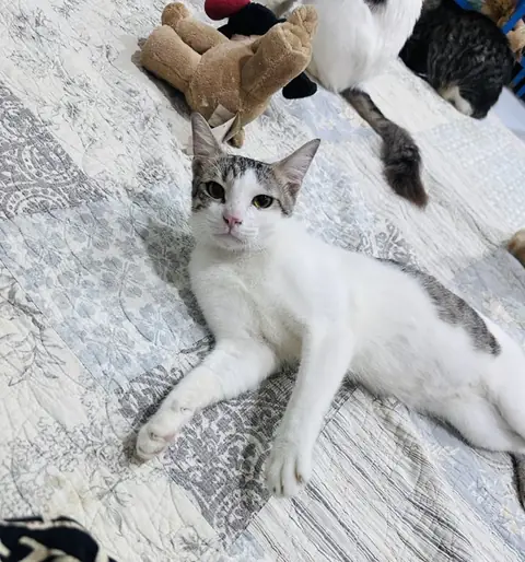 Jasmine, a cat at the CDRS Benji Karachi shelter