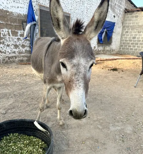 Jasper, a donkey at the CDRS Benji Karachi shelter