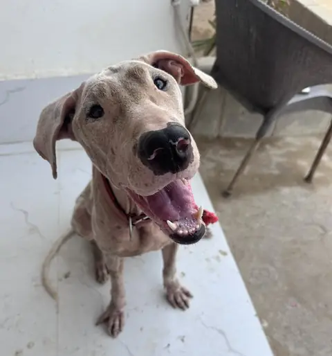 Jennifer, a dog at the CDRS Benji Karachi shelter