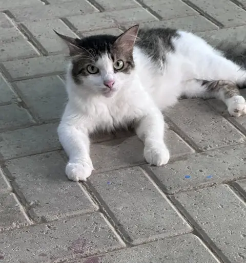 Kajal, a cat at the CDRS Benji Karachi shelter