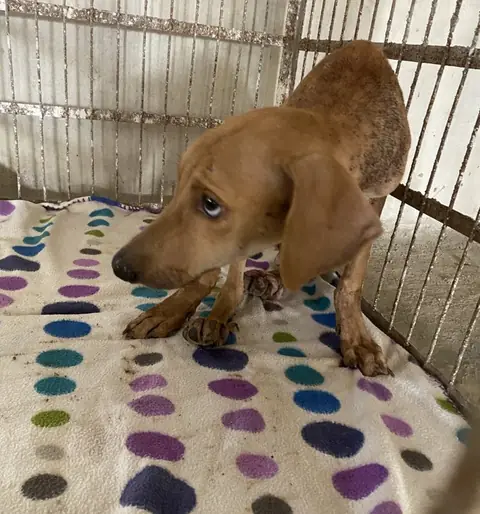 Kattu, a dog at the CDRS Benji Karachi shelter