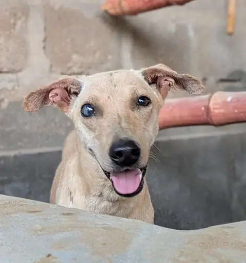 Keto, a dog at the CDRS Benji Karachi shelter