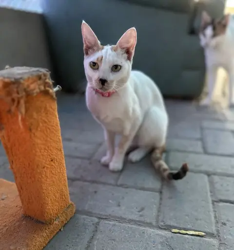 Kiki, a cat at the CDRS Benji Karachi shelter
