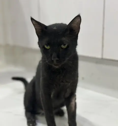 Kola, a cat at the CDRS Benji Karachi shelter