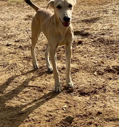 Lady, a dog at the CDRS Benji Karachi shelter