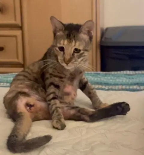 Limpy, a cat at the CDRS Benji Karachi shelter