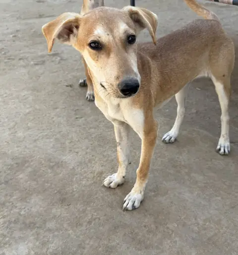 Loco, a dog at the CDRS Benji Karachi shelter