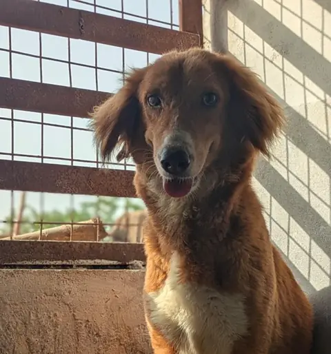Lola, a dog at the CDRS Benji Karachi shelter