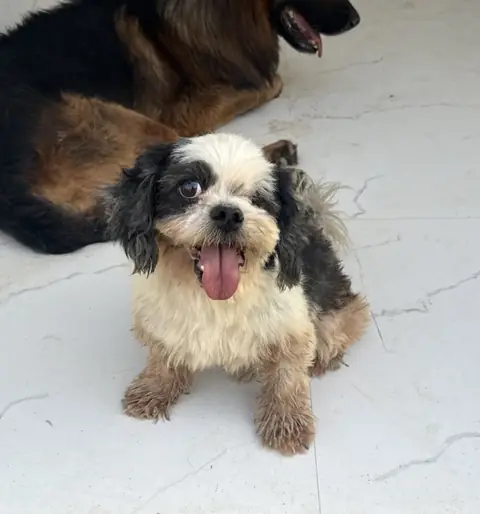 Lucky, a dog at the CDRS Benji Karachi shelter
