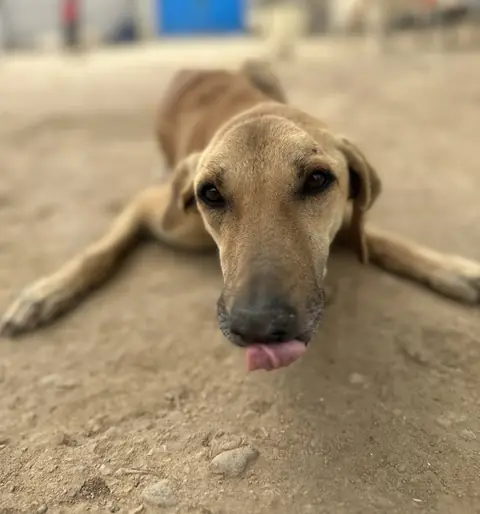 Maddie, a dog at the CDRS Benji Karachi shelter