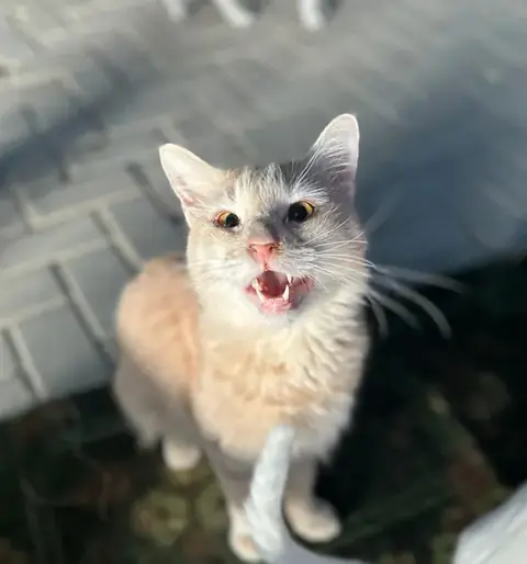 Marsh, a cat at the CDRS Benji Karachi shelter