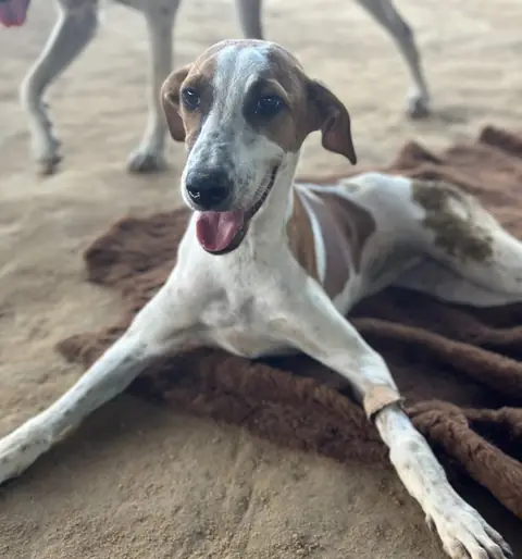 Mary, a dog at the CDRS Benji Karachi shelter