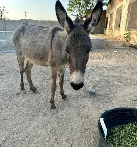 Masoom, a donkey at the CDRS Benji Karachi shelter