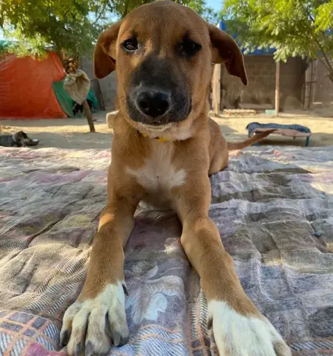 Mia, a dog at the CDRS Benji Karachi shelter