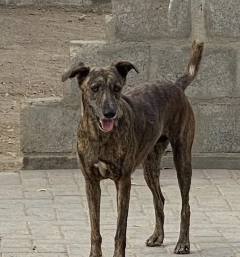 Mila, a dog at the CDRS Benji Karachi shelter