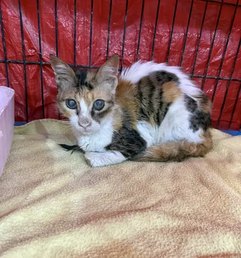 Mimi, a cat at the CDRS Benji Karachi shelter