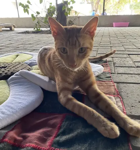 Mirinda, a cat at the CDRS Benji Karachi shelter