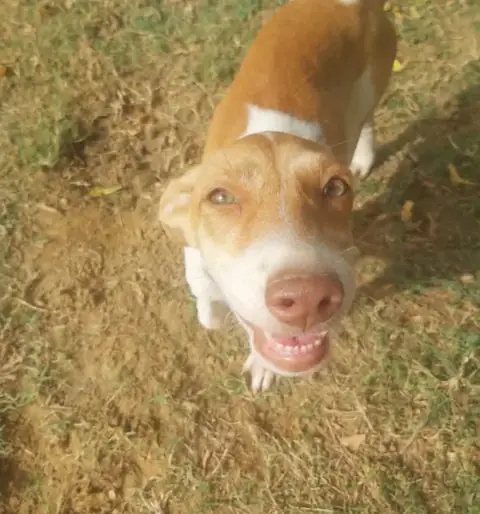 Nancy, a dog at the CDRS Benji Karachi shelter