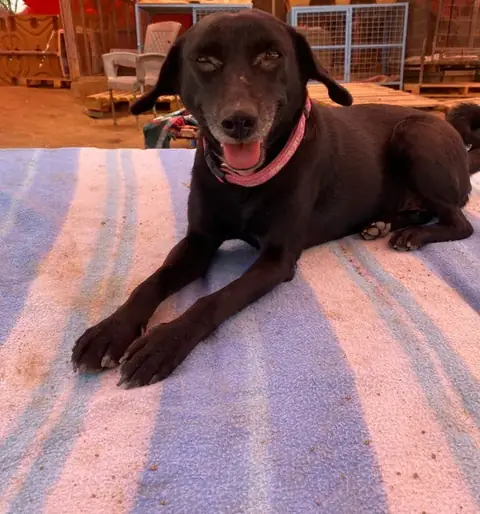 Nicole, a dog at the CDRS Benji Karachi shelter