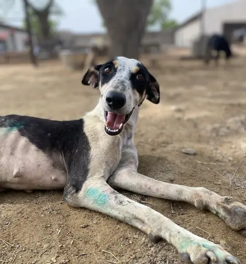 Nora, a dog at the CDRS Benji Karachi shelter