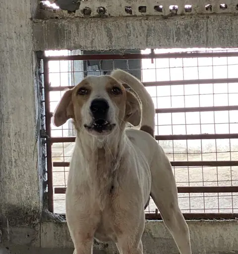 Nox, a dog at the CDRS Benji Karachi shelter
