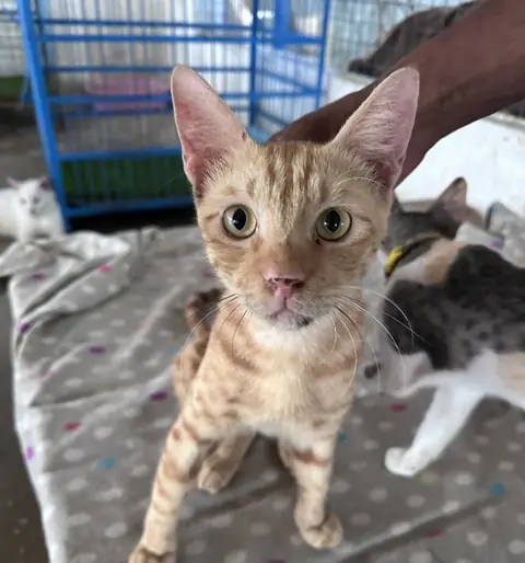 Orange, a cat at the CDRS Benji Karachi shelter