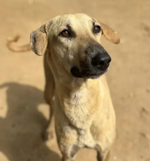 Paul, a dog at the CDRS Benji Karachi shelter