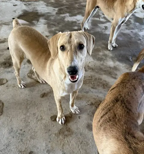 Paytoo, a dog at the CDRS Benji Karachi shelter
