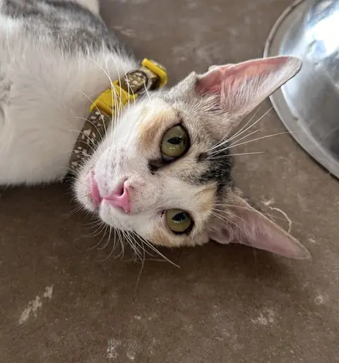 Pearl, a cat at the CDRS Benji Karachi shelter