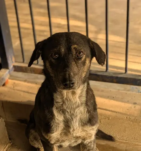 Peppy, a dog at the CDRS Benji Karachi shelter