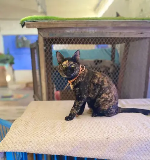 Pixie, a cat at the CDRS Benji Karachi shelter