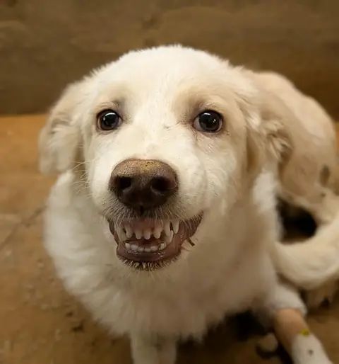 Pony, a dog at the CDRS Benji Karachi shelter