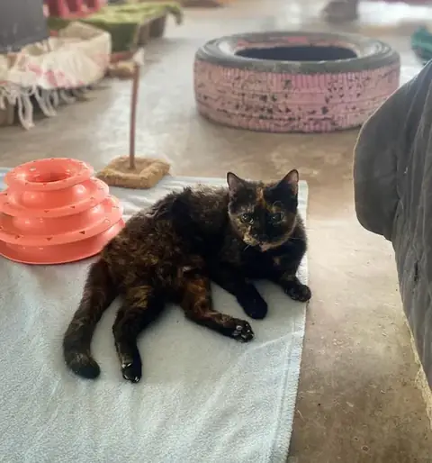 Poppy, a cat at the CDRS Benji Karachi shelter