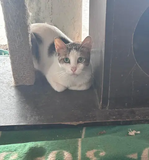 Prince, a cat at the CDRS Benji Karachi shelter