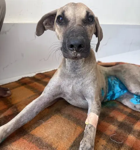 Pyari, a dog at the CDRS Benji Karachi shelter
