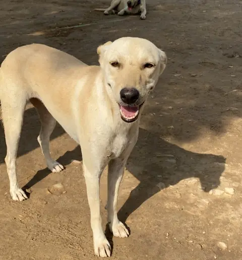 Raani, a dog at the CDRS Benji Karachi shelter
