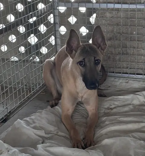 Rami, a dog at the CDRS Benji Karachi shelter