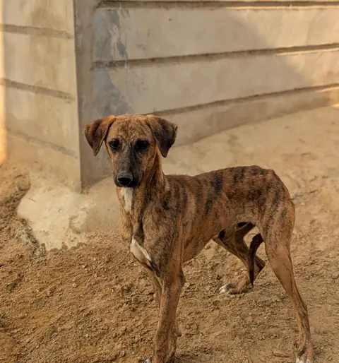 Robbin, a dog at the CDRS Benji Karachi shelter