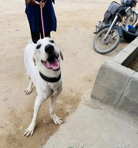 Romeo, a dog at the CDRS Benji Karachi shelter