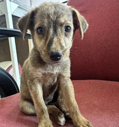 Rosie, a dog at the CDRS Benji Karachi shelter